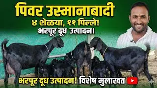 पिवर उस्मानाबादीचा चमत्कार! फक्त ४ शेळ्यांनी दिली ११ पिल्ले 🐐 | भरपूर दूध उत्पादन | विशेष मुलाखत