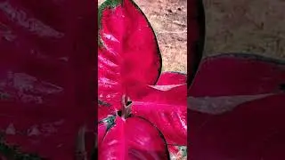 S-blooms online plant sales 8978779102
