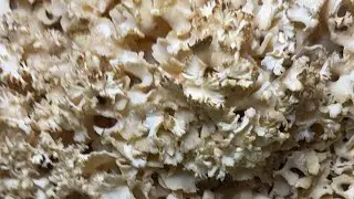How to Clean and Cook A MASSIVE Cauliflower Mushroom (Sparassis Radicata)