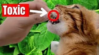 Vegetables that are Toxic for Cats