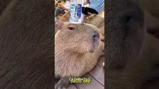 &ldquo;Meet the World&rsquo;s Chillest Creature | Capybara Facts&rdquo;      #pets #shots #trending #viral #english