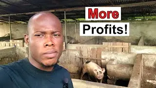 How To Make MORE PROFITS Raising PIGS | Pig Farming Business