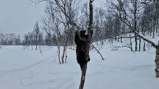 A wolverine climbing trees at Polar park 😁