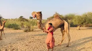 Angry Camel Making Scary Noises | Tongue Out Behavior Explained | Camel Tongue | Camel Sounds