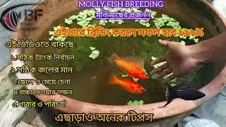 🌿 Molly মাছের ব্রিডিং সম্পূর্ণ প্রক্রিয়া | লাইভ বেবি ফিশ জন্ম 🌟🐟#mollyfishbreeding  #banglavlog