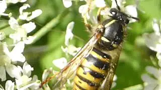 Tree wasp - Dolichovespula sylvestris - Trj&aacute;geitungar - Geitungur - Flugur
