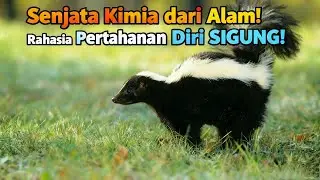 Hot Spot - Sigung, Hewan dengan Senjata Pertahanan Bau yang Bikin Kabur Predator!  