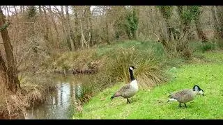 Canadian Geese Flapping their Wings near Farmer Palmers Farm Park - Wildlife 2023