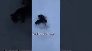 Frozen Kittens Rescued: Coffee Melts Icy Bonds! #shorts  #viral #trending