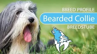► Bearded Collie Breed [2020] Temperament & Training