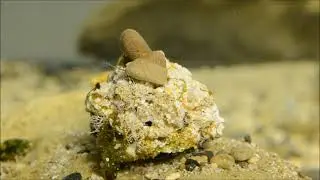 Steromphala rarilineata (Michaud, 1829) / Cyprus