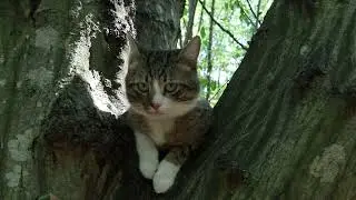 Amazing! This Cat Is not Afraid of Dogs!