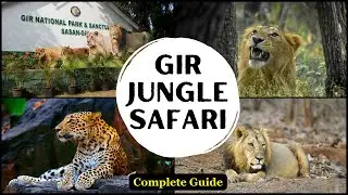 Gir Lion Safari Full Details | Best stay at Sasan Gir | Gir National Park | Sasan Gir Jungle Safari