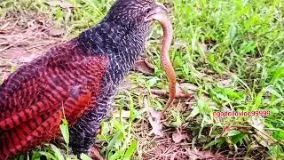 Roofvo&euml;ls is slange vir oorlewing in die natuur. 