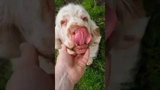 Do you love Clumber Spaniel? #clumber #puppy #dog