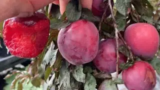 Holleywood Plum Taste Test #2