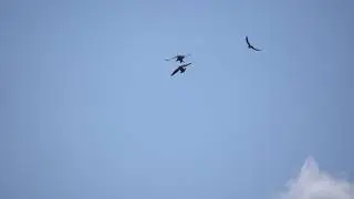 Peregrine Falcons teaching and feeding fledglings.