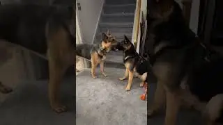 art of seduction 101 &mdash;&mdash;germanshepherds