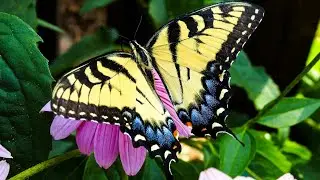 Cinematic Butterfly | Amazing colourful butterflies | Butterfly drinking nectar