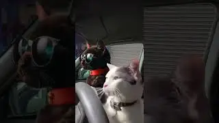 perfect parking 😂😂 #viral #shorts #viralshorts #funny #aura #cats