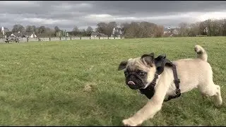 Winston's First Harness and Walk! | Puppy's First Walk!