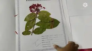 Intermediate second year Practical Herbarium sheets