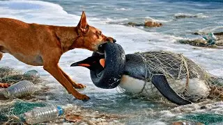 Heart-Stopping Moment as a Loyal Dog Risks Everything to Save a Penguin Trapped in Deadly Ice