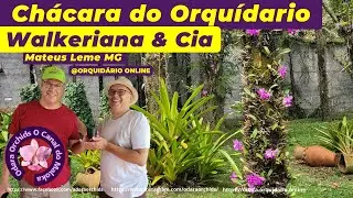 Chácara Walkeriana e Cia em Mateus Leme MG #orquídeas nas árvores, cerca viva de vandas Lindo Lugar