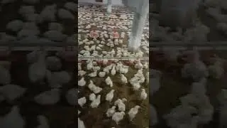 Broiler chicks farming and management, #chicks #broiler #farming #shorts #viral #shortsfeed