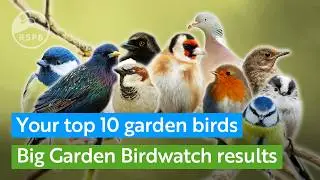 Your 2025 Big Garden Birdwatch top 10 birds | RSPB