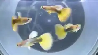 Yellow Tail Guppies Peacock Micariff Collection