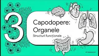 Corpul Uman  De la Micro la Macro