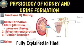 Function of Kidney and Urine Formation Explained in Hindi 🧠🩺 | pressure theory | urine 