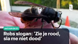 Rob heeft een site over de Aziatische hoornaar | Natuur en Zo 🌿