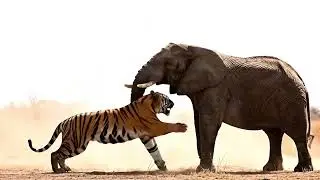 Tiger fighting with elephant#tiger #elephant #election #electronicmusic #electronic #election2024