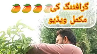 ام کے پودے کو گرافٹ کرنے کا طریقہ🥭🥭🥭🥭 #grafting #mengopikanindonesia #mengo #plants #grafted 