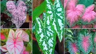Tudo Sobre CALADIUM (Tinhorão): Como CULTIVAR & Fazer a PROPAGAÇÃO