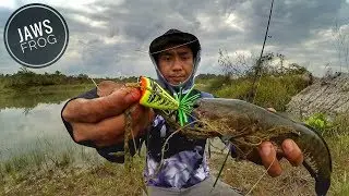 Pertama kali casting ikan gabus pakai jaws frog boytep ini hasilnya || casting ikan gabus