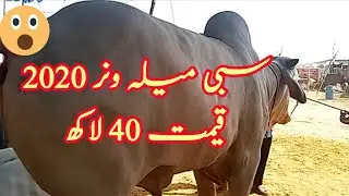 sibi mela winner 2020  in sohrab goth cow mandi  | sibi bull price