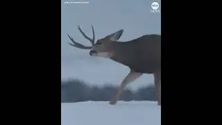 Deer startled after shedding its antler