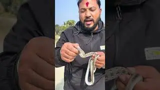 Dont kill snake 🐍 सर्प कसैलेपनी नमर्नुहोला ||