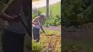 Heu zum nachtrocknen wenden 14.06.1999 f&uuml;r Kaninchen im Winter