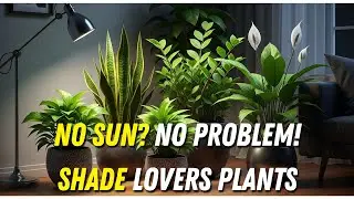 Plant These 7 Plants That THRIVE With No Sunlight (Perfect for Winter)
