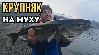 Рыбалка с берега зимой | Как ловить крупняка в Норвегии Winter Shore Fishing   Big Fish in Norway