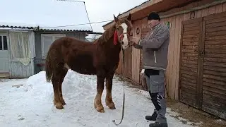 🔔ЛОШАК ЛЕСИК🚀СИН ХАРІ🧨💪ЗМІНИТЬ ГОСПОДАРЯ📌🐎🎯