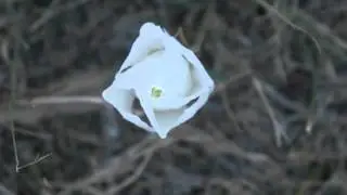 Oenothera tetraptera Энотера четырехкрылая II