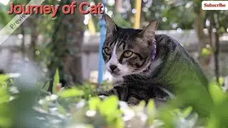Cats Weren&rsquo;t Domesticated&mdash;They Took Over on Their Own