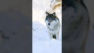 The lion and tiger might be stronger, but the wolf does not perform in circus!