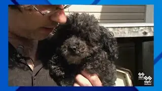 SSPTV News - Hazleton Animal Shelter Helping Pets Find Homes During Pandemic