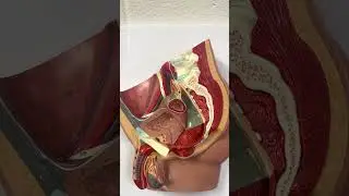 Male Reproductive System (deeper structures)
